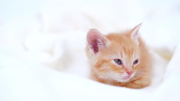 4k милий імбирний смугастий домашній кошеня засинає лежачи на білій світлій ковдрі на ліжку. Спати і грати в кота. Концепція чарівних домашніх тварин . — стокове відео