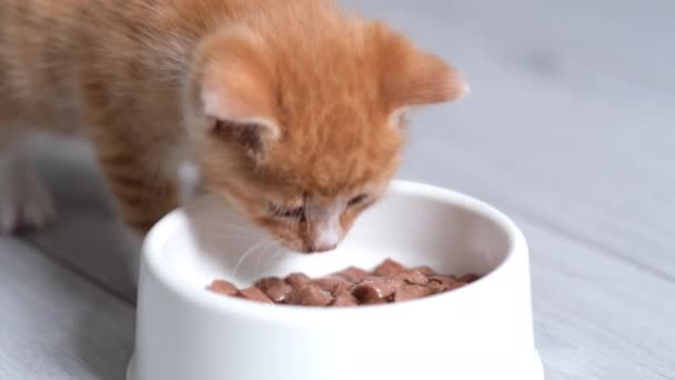 4k kleine rote Ingwer-gestreifte Kätzchen laufen zur Schüssel mit Futter und fangen an, Dosenfutter für kleine Kätzchen zu essen. Werbung für nasses Kitty Food auf grauem Boden. — Stockvideo