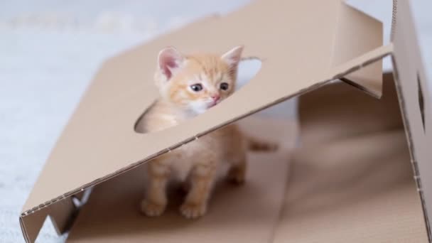 4k Ginger kediciği evde karton kutuyla oynuyor. Tuhaf, eğlenceli, çizgili kırmızı kedi karton kutunun tepesine çıktı.. — Stok video
