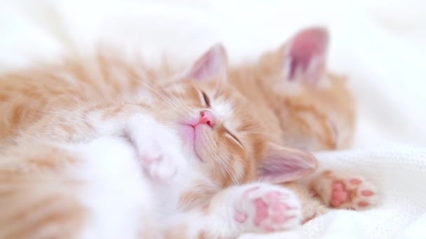 4k dos lindos gatitos domésticos a rayas de jengibre durmiendo acostado sobre una manta blanca en la cama. Duerme y juega al gato. Concepto de mascotas adorables. — Vídeos de Stock