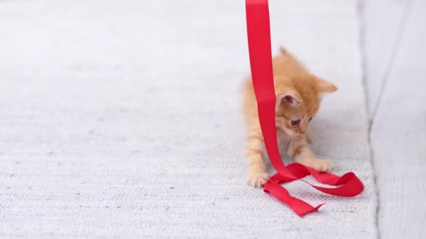 4k Ingwer gestreifte häusliche Kätzchen zu Hause spielen. Niedliche Katze hat Spaß mit rotem Band auf grauem Boden — Stockvideo