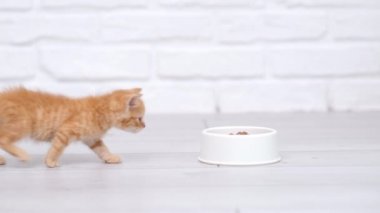 4k küçük kızıl çizgili kedi yavrusu yemek için koşar ve kedi maması yemeye başlar. Gri zeminde ıslak kedi maması reklamı..