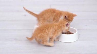 4K, iki kızıl çizgili kedi yavrusunu, beyaz kasedeki küçük kedi yavruları için konserve kedi maması yerken yakalayın. Gri zeminde ıslak kedi maması reklamı..