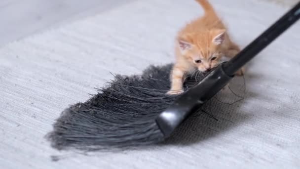 4k listrado vermelho gengibre doméstico gatinho jogando em casa com esfregona preta ou vassoura na luz moderna interior escandinavo — Vídeo de Stock