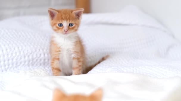 4k Retrato a rayas rojo jengibre gatito despierta, bosteza y se extiende. Kitty mirando la cámara. Concepto de felíz adorable gato mascotas. Movimiento lento — Vídeos de Stock