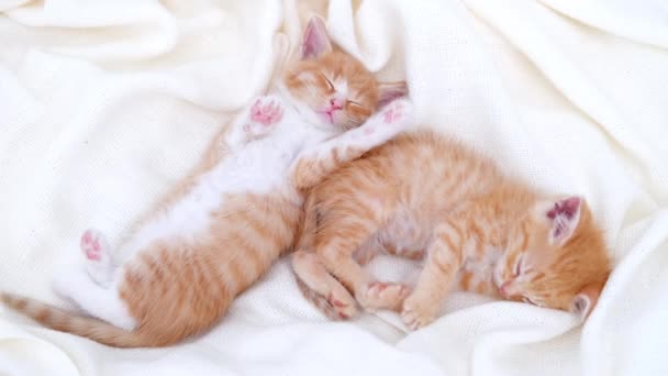 4k two cute ginger striped domestic kittens sleeping lying on white light blanket on bed. Sleep and play cat. Concept of adorable pets. — Stock Video