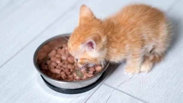 4k小さな赤い生姜の縞模様の子猫を閉じ、ボウルから小さな子猫のための缶詰の猫の食べ物を食べる。灰色の床の上の広告ぬれた子猫の食べ物. — ストック動画