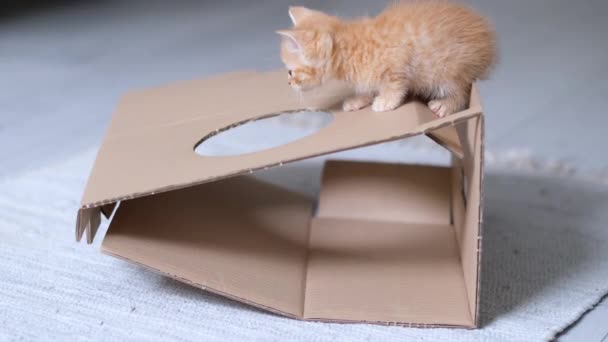 4k Ingwer kleine Kätzchen spielen mit Pappschachtel zu Hause. Neugierig verspielt lustige gestreifte rote Katze klettert hoch oben auf den Karton. — Stockvideo