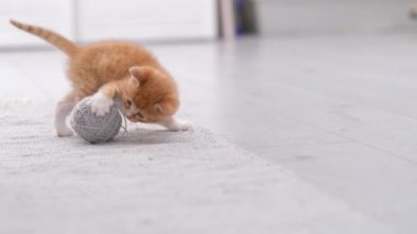 4K çizgili kızıl, evcil kedi yavrusu evde oynuyor. Modern ışık ve İskandinav iç mekânında gri topları olan sevimli kedi.