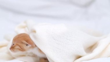 4k Küçük kızıl çizgili evcil kedi yavrusu battaniyenin altından sürünerek çıkıyor. Evde beyaz battaniyenin altında saklanan kırmızı kedi. Kameraya bakan kedi yavrusu..