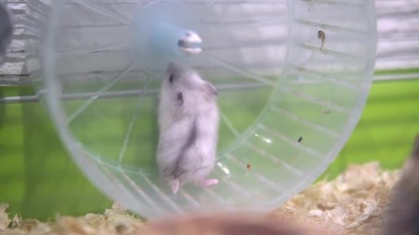 4k Branco pequeno hamster Djungarian brincalhão correndo na roda em gaiola verde. Animais domésticos e roedores — Vídeo de Stock