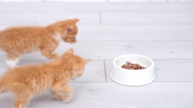 4k 2 küçük kızıl çizgili kedi yavrusu yemekle bowling oynamaya koşar ve küçük kediler için konserve kedi maması yemeye başlar. Gri zeminde ıslak kedi maması reklamı..