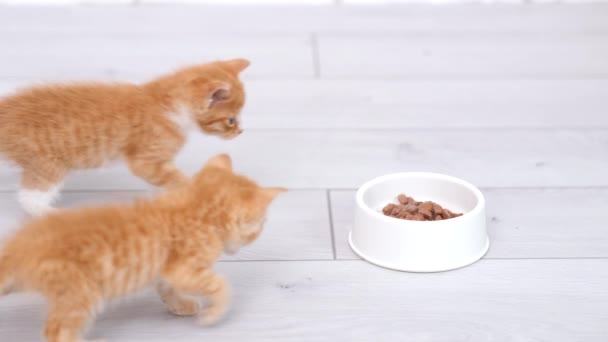 4k Два маленьких красных полосатых котенка подбегают к миске с едой и начинают есть кошачий корм для маленьких котят. Реклама мокрой кошачьей еды на сером полу. — стоковое видео