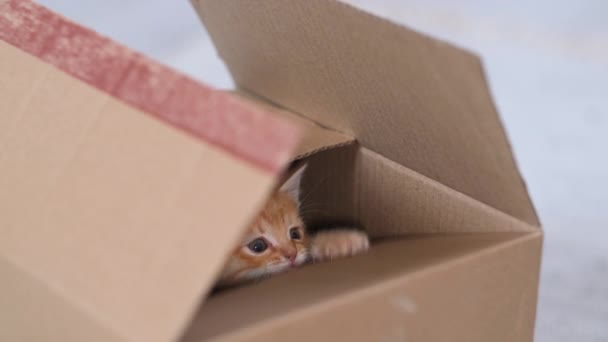 4k Имбирь маленький котенок, играющий дома. Любопытная игривая красная кошка в полоску спряталась внутри коробки, забралась высоко на крышу картонной коробки, забралась внутрь и вышла.. — стоковое видео