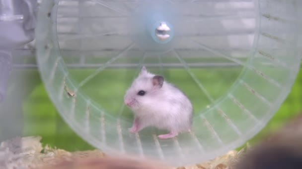 4k White Hamster Djungarian kecil yang lucu duduk di roda di kandang hijau dan melihat ke kamera. Hewan peliharaan domestik dan hewan pengerat — Stok Video