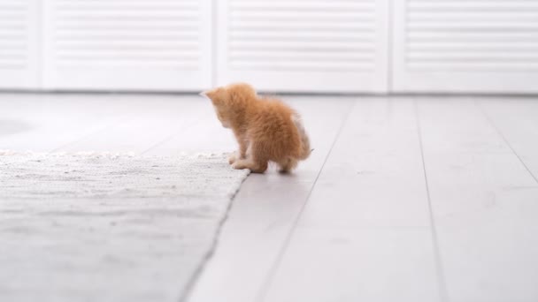 4k Gestreiftes rotes Ingwer-Kätzchen spielt mit Teppich im modernen Interieur zu Hause. Verspielte Katzensprünge in lustiger Pose. Kitty fängt Teppich mit seinen Pfoten. Zeitlupe — Stockvideo