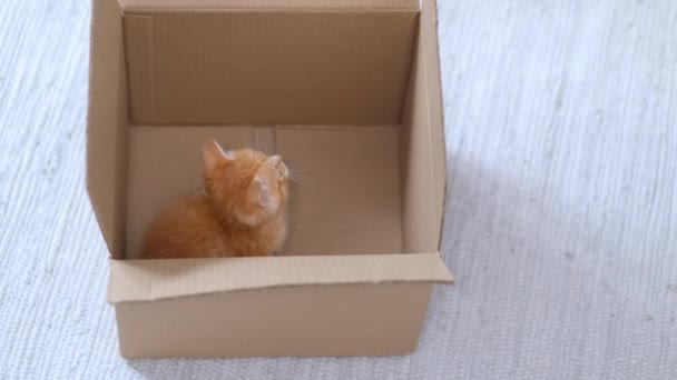 4k Ginger mały kotek bawiący się w domu. Ciekawy zabawny czerwony kot w paski ukryty wewnątrz pudełka, wspiął się wysoko na pudełko tekturowe, wchodził i wychodził. — Wideo stockowe