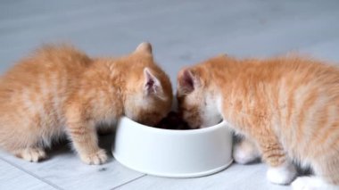 4K, iki kızıl çizgili kedi yavrusunu, beyaz kasedeki küçük kedi yavruları için konserve kedi maması yerken yakalayın. Gri zeminde ıslak kedi maması reklamı..
