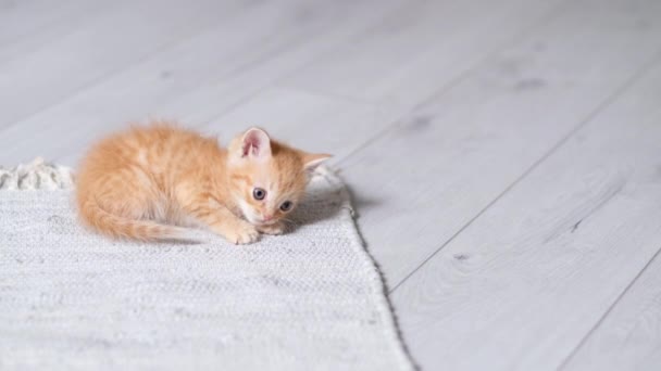 4k 작은 빨간 생강은 장난기많은 새끼 고양이가 회색 바닥에서 집에서 놀고 있는 것을 줄 무늬로 만들었습니다. 건강에 좋은 애완 동물 과 고양이 — 비디오