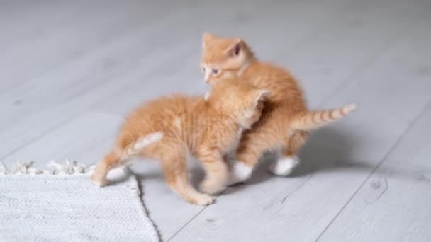 4k Dois pequenos gatinhos brincalhões listrados de gengibre vermelho brincando em casa. Os gatos brincam juntos, cambalhotas, rolam, fazem poses engraçadas no chão cinzento. Saudável adorável domésticos animais de estimação e gatos — Vídeo de Stock