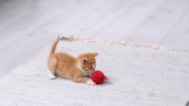 4k Ingwer gestreiftes Kätzchen spielt roten Ball im modernen skandinavischen Interieur zu Hause. Katze in lustiger Pose springt beim Überrollen, fällt beim Laufen auf den Boden und fängt Ball mit Pfoten — Stockvideo