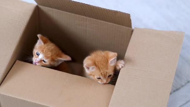 4k Dos gatitos de jengibre jugando en casa. Curiosos juguetones divertidos a rayas gatos rojos ocultos dentro de la caja, subió alto en la parte superior de la caja de cartón, entrar y salir. — Vídeos de Stock