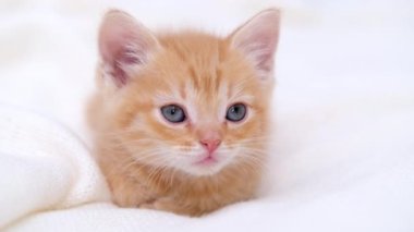  4k portre çizgili kızıl kedi yavrusu uyanıyor, esniyor ve esniyor. Kitty kameraya bakıyor. Mutlu sevimli kedi evcil hayvan kavramı. Yavaş çekim