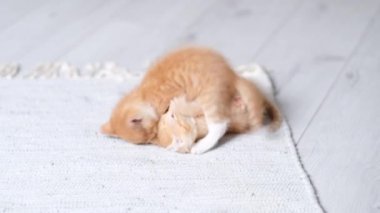 4k Evde oynayan iki küçük kırmızı kızıl çizgili, oyuncu kedi yavrusu. Kediler birlikte oynar, takla atar, yuvarlanır, gri zeminde komik pozlar verir. Sağlıklı sevimli evcil hayvanlar ve kediler