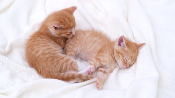 4k dos lindos gatitos domésticos a rayas de jengibre durmiendo acostado sobre una manta blanca en la cama. Duerme y juega al gato. Concepto de mascotas adorables. — Vídeo de stock
