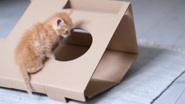 4k Ginger pequeño gatito jugando con caja de cartón en casa. Curioso juguetón divertido rayado gato rojo subió alto en la parte superior de la caja de cartón. — Vídeo de stock