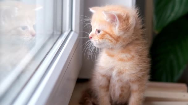 4k Μικρό κόκκινο ginger tabby γατάκι κάθεται στο παράθυρο στο σπίτι και κοιτάζοντας έξω την ηλιόλουστη μέρα. Χαριτωμένο κατοικίδιο γάτα περιμένει κάτι — Αρχείο Βίντεο