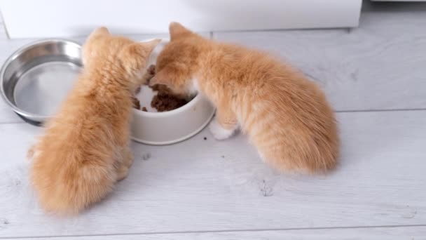 4k Vista superior de dos gatitos de rayas de jengibre rojo comiendo comida para gatos enlatados para gatitos pequeños en casa en piso gris. — Vídeo de stock