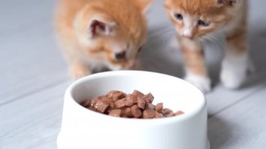 4k 2 küçük kızıl çizgili kedi yavrusu yemekle bowling oynamaya koşar ve küçük kediler için konserve kedi maması yemeye başlar. Gri zeminde ıslak kedi maması reklamı..