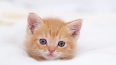  4k portre şirin çizgili kırmızı kızıl kedi yavrusu büyük gözleri beyaz yatakta yatıyor. Kitty kameraya bakıyor. Mutlu sevimli kedi evcil hayvan kavramı