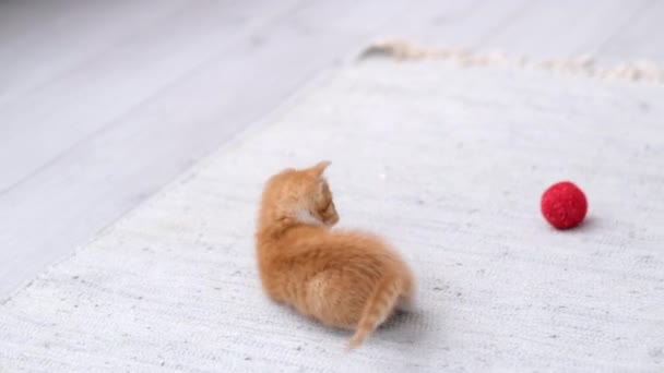 4k Ginger striped kitten playing red ball in modern scandinavian interior home. Cat doing funny pose jumping rolling over having fun falling to the floor running and catching ball with paws — Stock Video