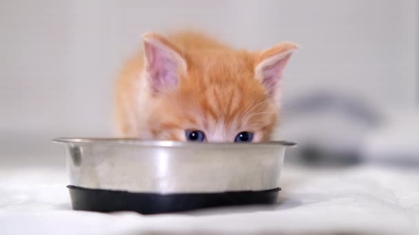 4k Close up kleine rote Ingwer gestreifte Kätzchen essen Dosenfutter für kleine Kätzchen aus der Schüssel. Katze leckt sich die Lippen, blickt in die Kamera. Werbung für nasses Kitty Food auf grauem Boden — Stockvideo