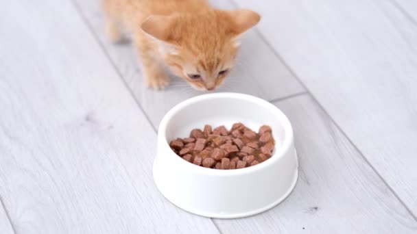 4k little red ginger striped kitten run up to bowl with food and start eating canned cat food for small kittens. Advertising wet kitty food on grey floor. — Stock Video