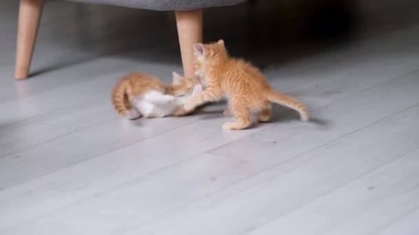 4k Dois pequenos gatinhos brincalhões listrados de gengibre vermelho brincando em casa. Os gatos brincam juntos, cambalhotas, rolam, fazem poses engraçadas no chão cinzento. Saudável adorável domésticos animais de estimação e gatos — Vídeo de Stock