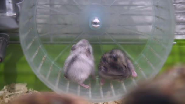 4k Dois pequenos hamsters djungarianos brincalhões sentados na roda na gaiola verde. Animais domésticos e roedores — Vídeo de Stock