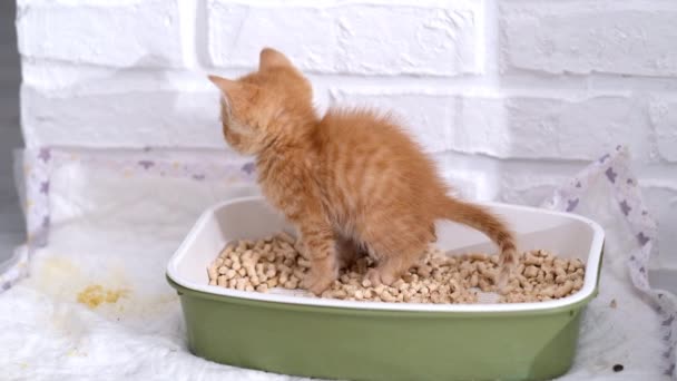 4k Pequeño gatito jengibre orina y caca en la caja de arena. El gato entierra caca con sus patas. Enseñando a los gatos pequeños mascotas a caminar cagando en la bandeja — Vídeos de Stock