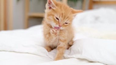 4k kedi yavrusu yemekten sonra patilerini yalıyor, diliyle yıkıyor. Evdeki beyaz yatakta yıkanan küçük kızıl kedi. Küçük sağlıklı kırmızı kedi