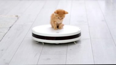 4K Komik küçük kızıl kedi yavrusu evde beyaz robot elektrikli süpürgeye biniyor. Kırmızı kedi modern iç mekanda elektrikli süpürgeyle oynuyor ve aşağı bakıyor..