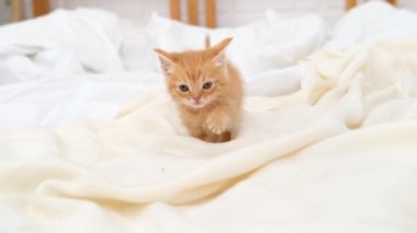 4k küçük kızıl çizgili kedi yavrusu miyavlıyor ve kameraya bakıyor, evde yatakta yürüyor. Sağlıklı sevimli evcil hayvanlar ve kediler. 