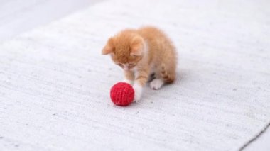 4k Ginger çizgili kedi yavrusu modern İskandinav iç mekanında kırmızı top oynuyor. Kedi komik poz veriyor, yuvarlanıyor yere düşüp eğleniyor, koşuyor ve pençeleriyle topu yakalıyor.