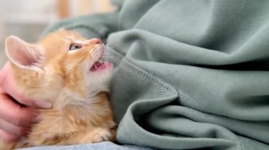 4k küçük kızıl çizgili kedi miyavlıyor ve sahibini arıyor. Kız kırmızı kediyi okşuyor. Sağlıklı sevimli evcil kedi arkadaş.. 