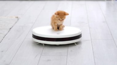 4K Komik küçük kızıl kedi yavrusu evde beyaz robot elektrikli süpürgeye biniyor. Kırmızı kedi modern iç mekanda elektrikli süpürgeyle oynuyor ve aşağı bakıyor..