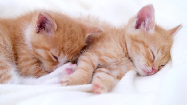 4k twee schattige gember gestreepte binnenlandse kittens slapen op wit licht deken op bed. Slapen en kat spelen. Concept van schattige huisdieren. — Stockvideo