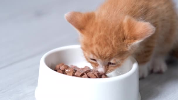 小さな赤い生姜の縞模様の子猫で4kズーム白いボウルから小さな子猫のための缶詰の猫の食べ物を食べる。灰色の床の上の広告ぬれた子猫の食べ物. — ストック動画