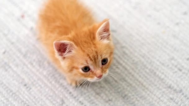 4k Top view kis piros vörös csíkos cica ül szürke szőnyegen otthon és felnéz a kamerába. Egészséges imádnivaló háziállatok és macskák. — Stock videók