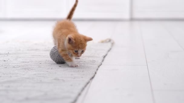 4k rayas rojo jengibre doméstico gatito jugando en casa. Lindo gato con madeja de bola gris de hilo en el interior escandinavo luz moderna — Vídeos de Stock